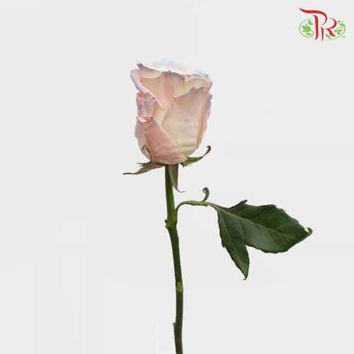 Ceres Rose - Aurora Boreal (10 Stems)-Ecd-prflorist.com.my