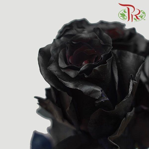Ceres Rose - Black (10 Stems)-Black-Ecd-prflorist.com.my
