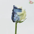 Ceres Rose - Black and White (10 Stems)-Ecd-prflorist.com.my