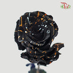 Ceres Rose - Black Cat (10 Stems)-Ecd-prflorist.com.my
