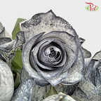Ceres Rose - Black White (10 stems)-Ecd-prflorist.com.my