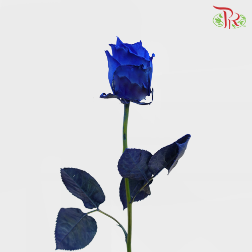 Star Rose