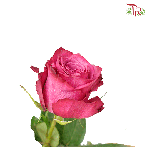 Ceres Rose - Blueberry (25 Stems)-Ecd-prflorist.com.my