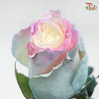 Ceres Rose - Candy Soft Mint (10 Stems)-Ecd-prflorist.com.my