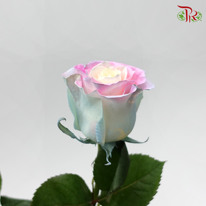 Ceres Rose - Candy Soft Mint (10 Stems)-Ecd-prflorist.com.my