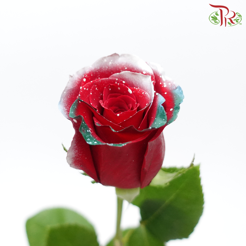 Ceres Rose - Christmas Time (10 Stems)-Christmas Time-Ecd-prflorist.com.my