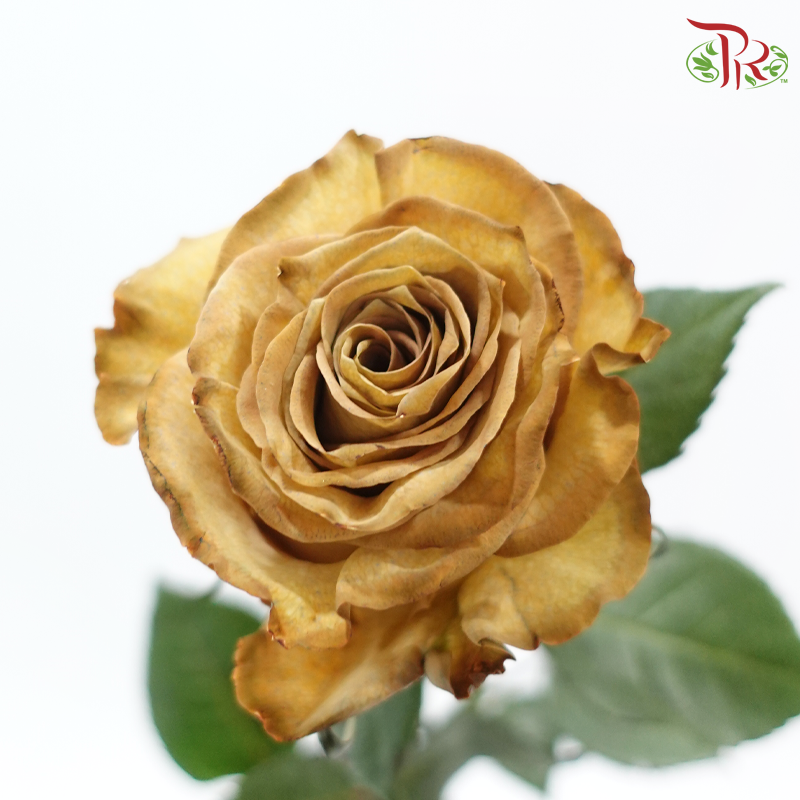Ceres Rose - Coffee Absorcion (10 Stems)-Brown-Ecd-prflorist.com.my