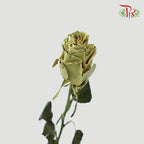 Ceres Rose - Coffee Cream (10 Stems)-Ecd-prflorist.com.my