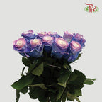 Ceres Rose - Cotton Candy (10 Stems)-Ecd-prflorist.com.my