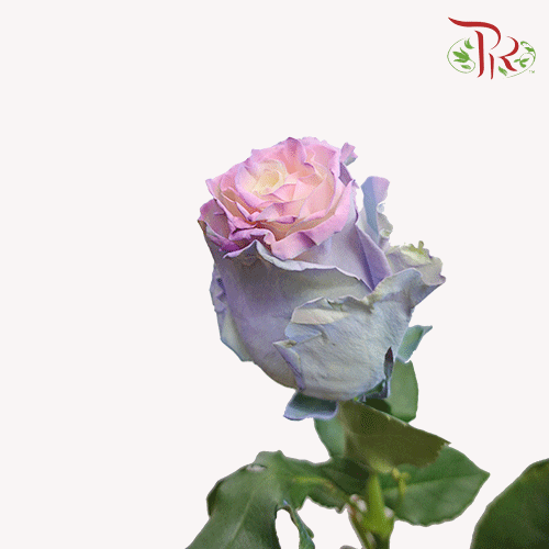 Ceres Rose - Cotton Candy 4 (10 Stems)-Ecd-prflorist.com.my