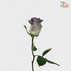 Ceres Rose - Dark Gray Clouds (10 Stems)-Ecd-prflorist.com.my