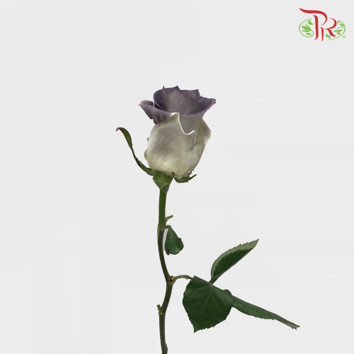Ceres Rose - Dark Gray Clouds (10 Stems)-Ecd-prflorist.com.my