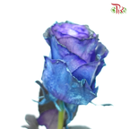 Ceres Rose - Deep Space (10 Stems)-Blue-Ecd-prflorist.com.my