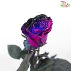 Ceres Rose - Dragon Fly (10 Stems)-Ecd-prflorist.com.my