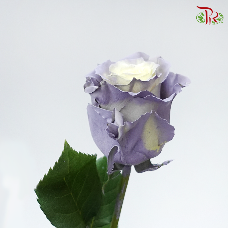 Ceres Rose - Dusty Grey 1 (10 Stems)-Ecd-prflorist.com.my