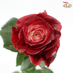 Ceres Rose - Dusty Rose (10 Stems)-Ecd-prflorist.com.my