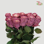 Ceres Rose - Dusty Rose 2 (10 Stems)-Ecd-prflorist.com.my