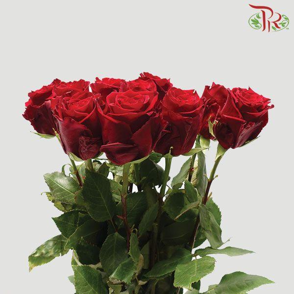 Ceres Rose - Explorer (10 Stems)-Ecd-prflorist.com.my