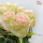 Ceres Rose - Frutteto (10 Stems)-Ecd-prflorist.com.my