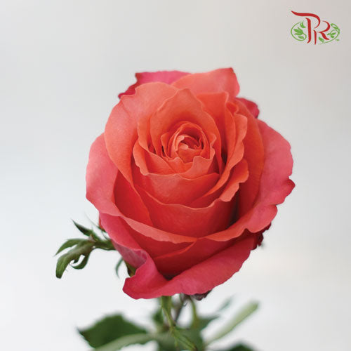 Ceres Rose - Hard Rock (25 Stems)-Ecd-prflorist.com.my