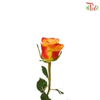 Ceres Rose - High & Yellow Flame (10 Stems)-Ecd-prflorist.com.my
