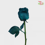 Ceres Rose - Jade (10 Stems)-Ecd-prflorist.com.my