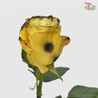 Ceres Rose - Jaguar (10 Stems)-Ecd-prflorist.com.my