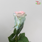 Ceres Rose - Jelly Fish (10 stems)-Ecd-prflorist.com.my