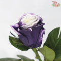 Ceres Rose - Lavanda Glitter (10 Stems)-Ecd-prflorist.com.my