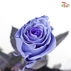 Ceres Rose - Light Lavender (10 Stems)-Ecd-prflorist.com.my