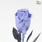 Ceres Rose - Light Lavender (10 Stems)-Ecd-prflorist.com.my