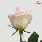 Ceres Rose - Lorraine (10 Stems)-Pink-Ecd-prflorist.com.my