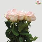 Ceres Rose - Lorraine (10 Stems)-Pink-Ecd-prflorist.com.my