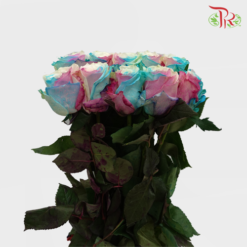 Ceres Rose - Marshmallows (10 Stems)-Ecd-prflorist.com.my