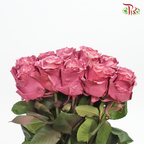 Ceres Rose - Mauve Pearl (10 Stems)-Ecd-prflorist.com.my