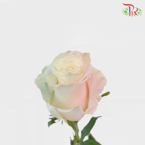 Ceres Rose - Mermaid 1 (10 stems)-Ecd-prflorist.com.my