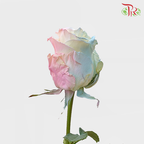 Ceres Rose - Mermaid (10 stems)-Ecd-prflorist.com.my