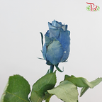 Ceres Rose - Milky Way (10 Stems)-Ecd-prflorist.com.my