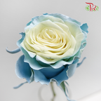 Ceres Rose - Mondial Baby Blue (10 Stems)-Ecd-prflorist.com.my