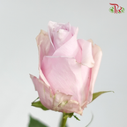 Ceres Rose - Nautica (10 Stems)-Ecd-prflorist.com.my