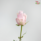 Ceres Rose - Nautica (10 Stems)-Ecd-prflorist.com.my