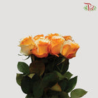 Ceres Rose - Orange White (10 Stems)-Ecd-prflorist.com.my