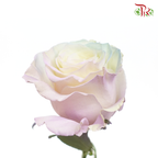 Ceres Rose - Pastel Mint (10 Stems)-Purple-Ecd-prflorist.com.my