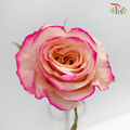 Ceres Rose - Peach Horizont 3 (10 Stems)-Ecd-prflorist.com.my