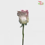 Ceres Rose - Pearl Sweet Aurora (10 Stems)-Ecd-prflorist.com.my