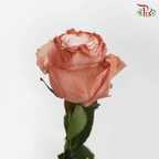 Ceres Rose - Pink Chocolate-1 (10 Stems)-Ecd-prflorist.com.my