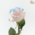 Ceres Rose - Pink Horizont (10 Stems)-Ecd-prflorist.com.my