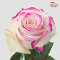 Ceres Rose - Pink Horizont 2 (10 Stems)-Ecd-prflorist.com.my