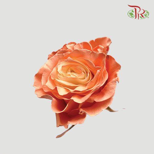 Ceres Rose - Pretty Melon (10 Stems)-Ecd-prflorist.com.my