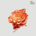 Ceres Rose - Pretty Melon (10 Stems)-Ecd-prflorist.com.my
